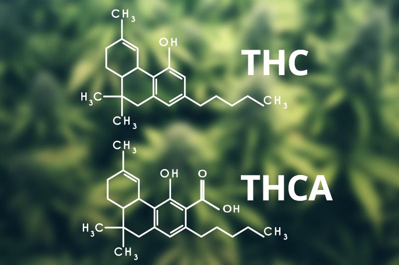 THC THCA